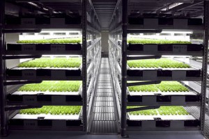 Spread-Vegetable-Factory-Intrepiaazine