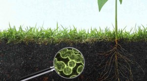 Soil-tech-techfoodmag 