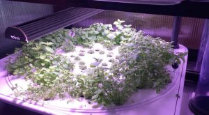 Infarm, urban farming con granjas hidropónicas modulares.