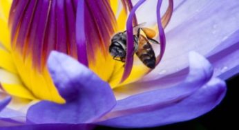 Abejas Robot para garantizar la polinización