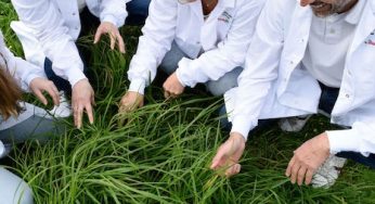 Rubisco, la proteína que quiere competir con la soja