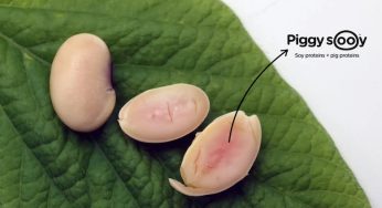 Agricultura Molecular en Plantas: ¿proteína animal en vegetales?