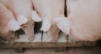 Porcinnova lanza un reto de automatización para el sector porcino