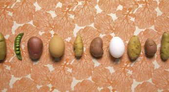 Gingko Bioworks lanza Motif Ingredients para atender la demanda de alimentos sustitutivos