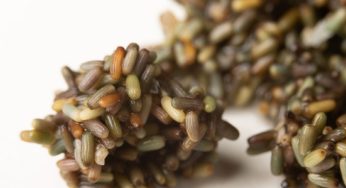 Zostera: el “cereal marino” y prometedor alimento descubierto por Aponiente